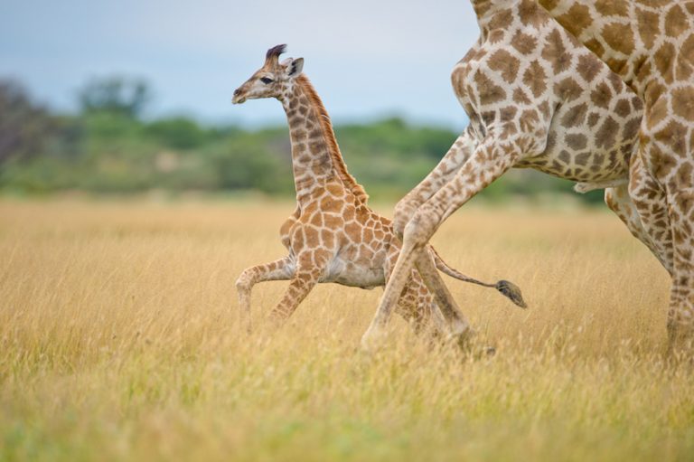 Giraffen laufen durch das hohe Gras