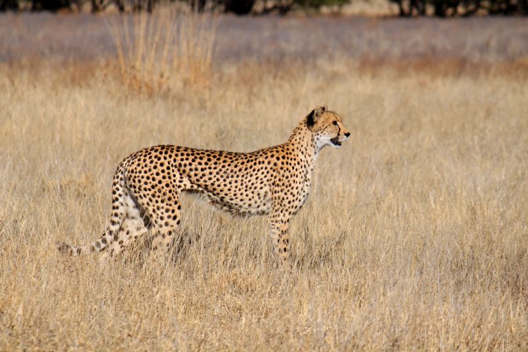 Gepard im Kgalagadi Transfrontier Nationalpark