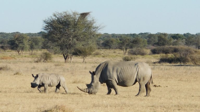 Nashorn mit Baby in der Khama Rhino Sanctuary