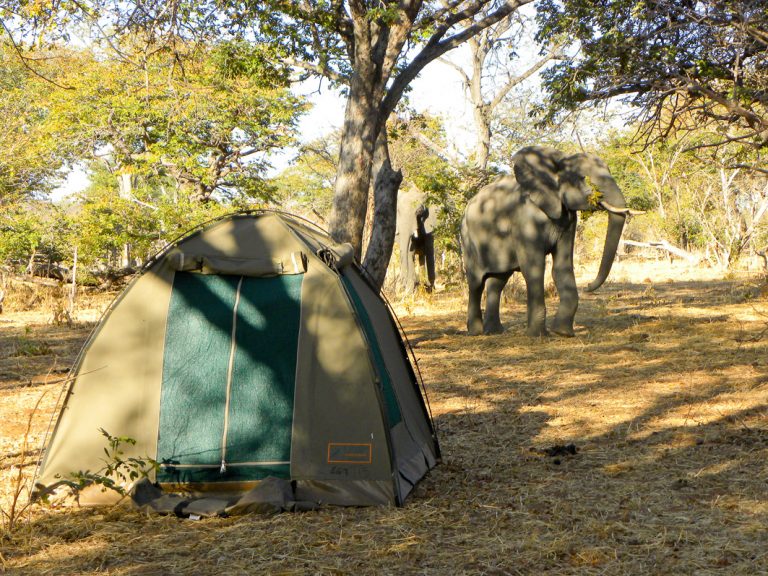 Elefanten besuchen das Camp