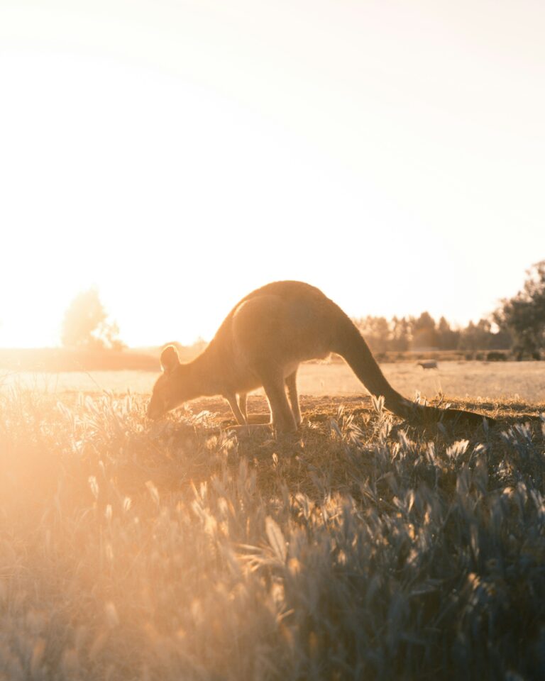 Kangeroo in Australien