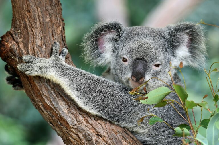 Koala auf Magnetic Island