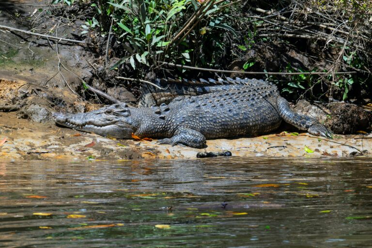 Krokodil im Daintree Nationalpark