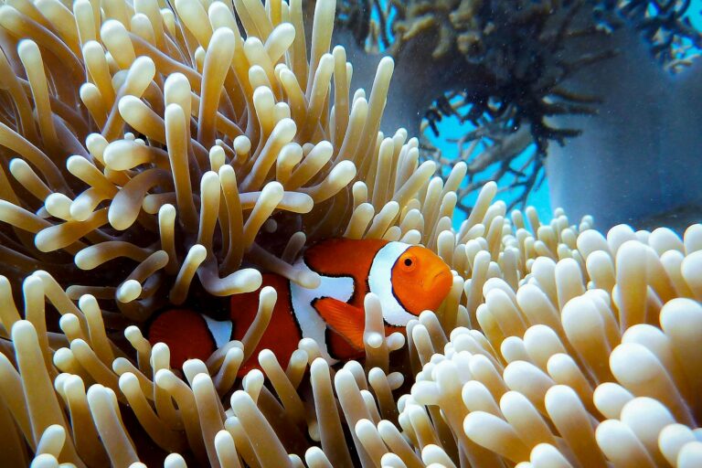 Clownfisch oder Anemonenfisch im Great Barrier Reef