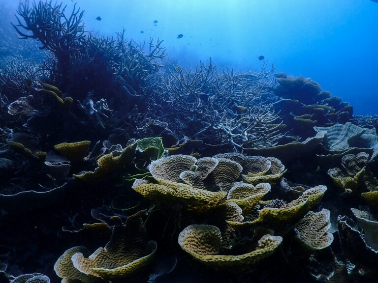 Unterwasserwelt im Great Barrier Reef