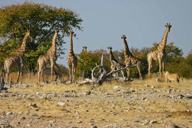 Giraffen beobachten eine Löwin im Etosha Nationalpark