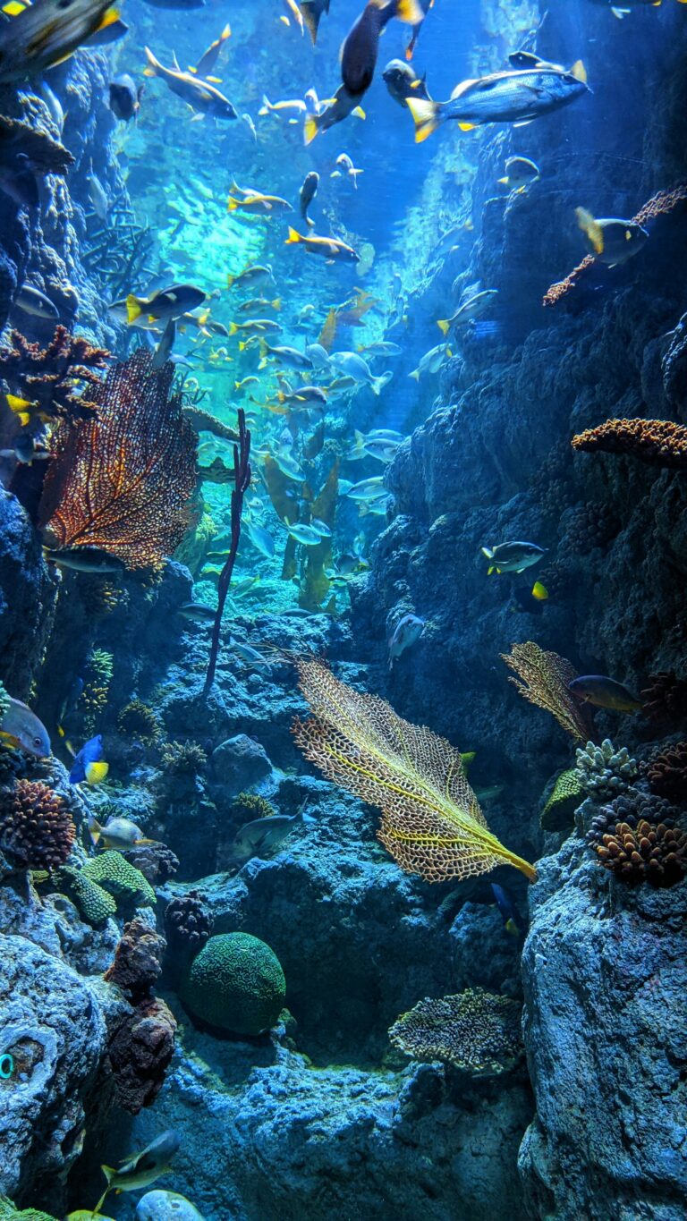 Tauchen im Great Barrier Reef