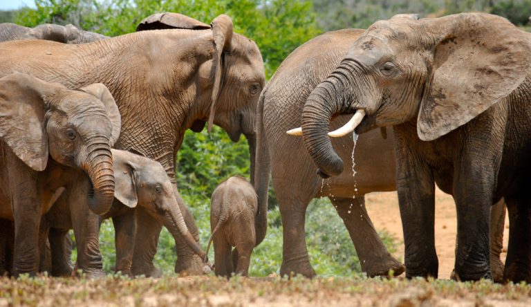 Elefanten hautnah erleben im Addo Elephant Nationalpark