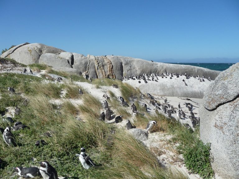 Pinguin-Kolonie am Boulders Beach