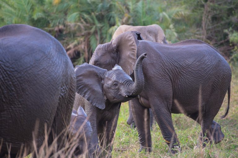 Elefanten im Hluhluwe Wildreservat
