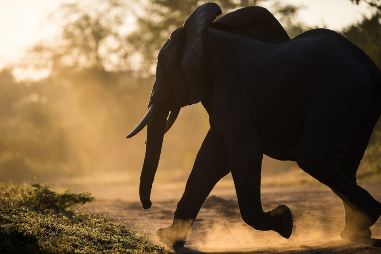 Elefant im Luangwa Nationalpark