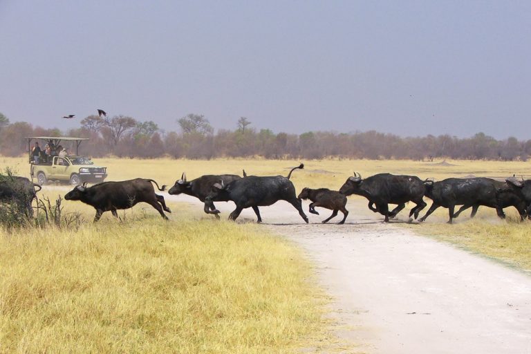 Büffelherde im Hwange Nationalpark