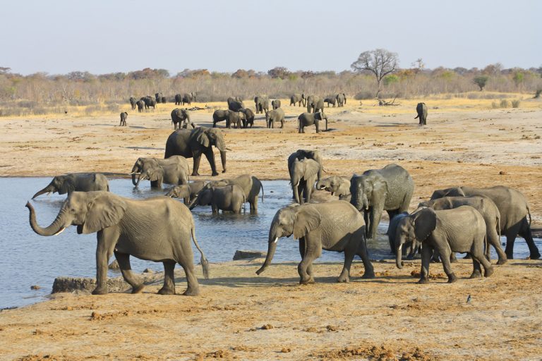 Elefantenherde im Hwange Nationalpark