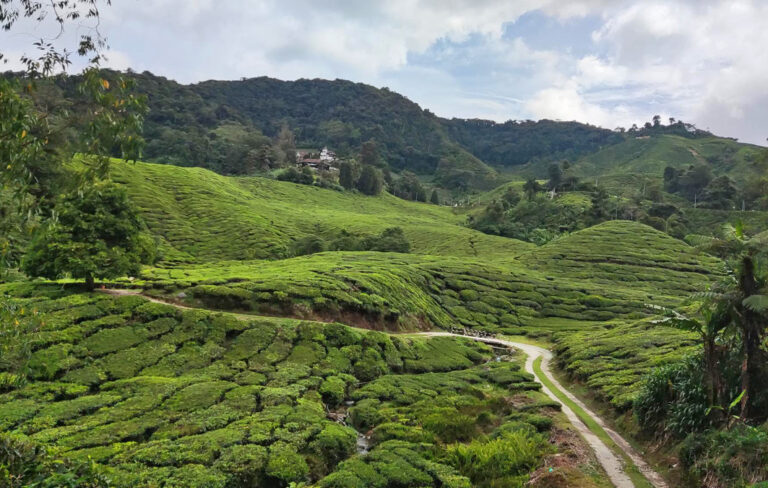 Die Cameron Highlands