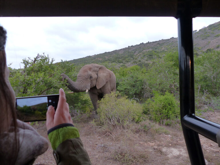 Die afrikanische Wildnis hautnah erleben