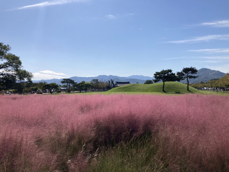 Pinkes Haargras an der Grabanlage Daereungwon