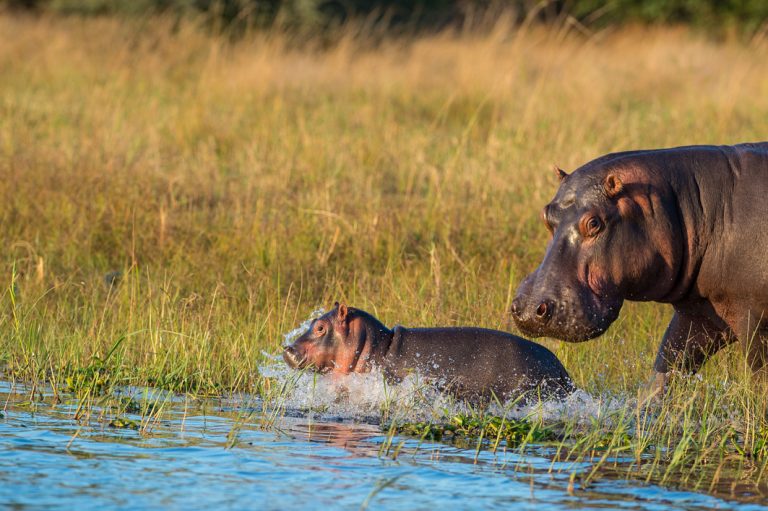 Flusspferdmutter mit Nachwuchs im Liwonde Nationalpark