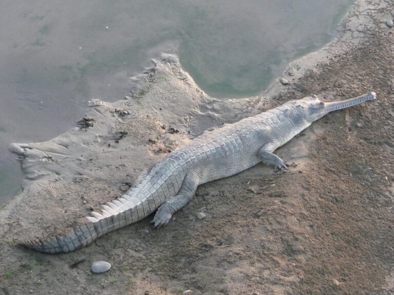 Auch Krokodile gibt es zu sehen