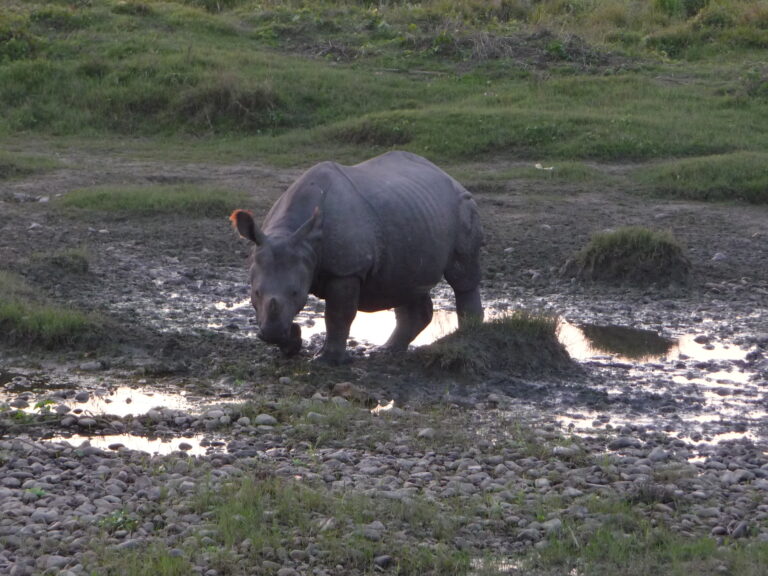 Ein Panzernashorn im Chitwan Nationalpark