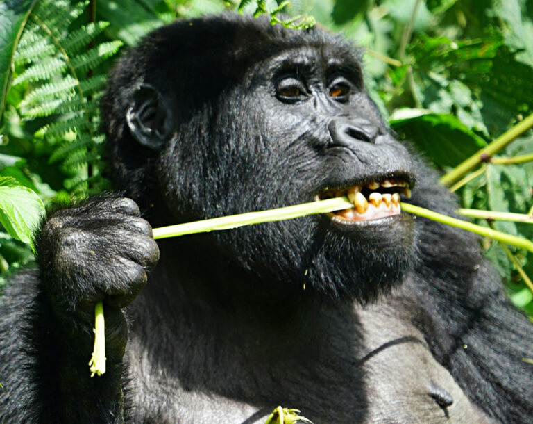 Gorilla beim Mittagessen