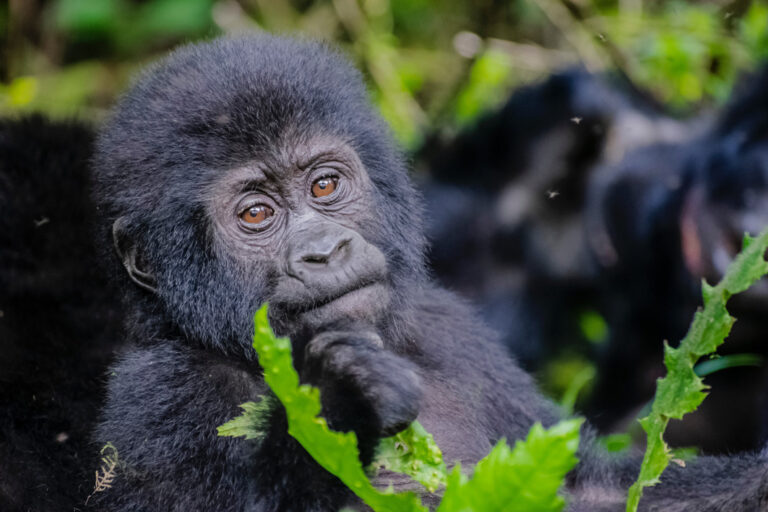 Nachdenkliches Gorillajunges