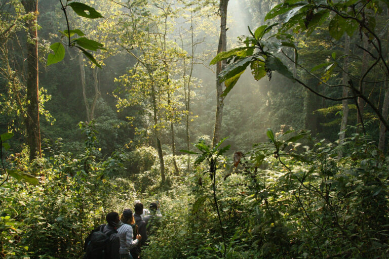 Unterwegs im Bwindi Impenetrable Nationalpark