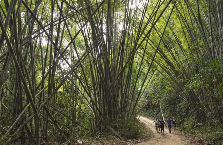 Riesige Bambusbäume
