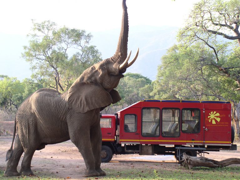 Der Safari Truck wird von einem Elefanten begrüßt