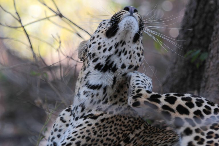 Leopard im Luangwa Nationalpark