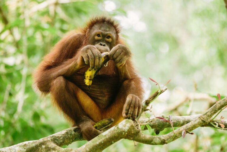 Orang-Utan im Rehabilitation Centre