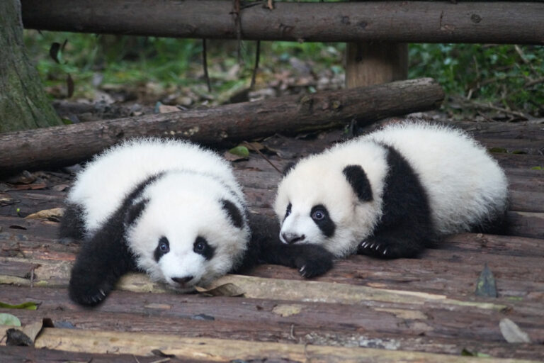 Nachwuchs in der Riesenpanda-Aufzuchtstation