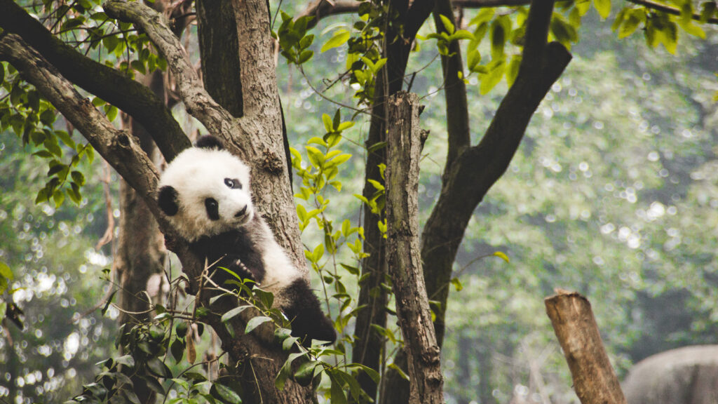 China Erlebnisreise: Das Beste von Yunnan traveljunkies