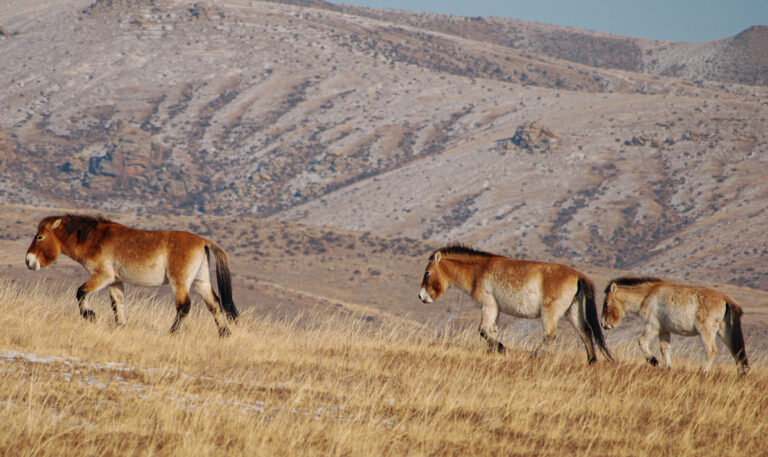 Mongolische Wildpferde