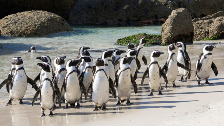 Pinguine am Boulders Beach