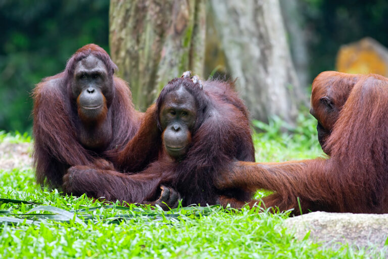 Besuch im Orang-Utan & Sun Bear Rehabilitation Centre