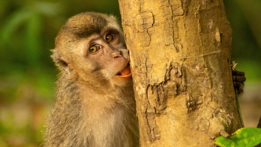 Erlebnisreise Borneo - Abenteuer Sabah traveljunkies