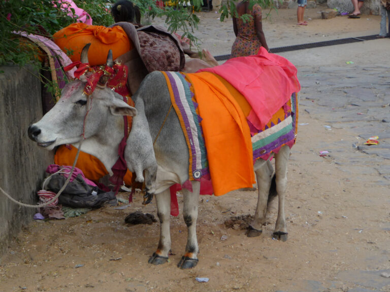 Kühe haben in Indien eine ganz besondere Bedeutung