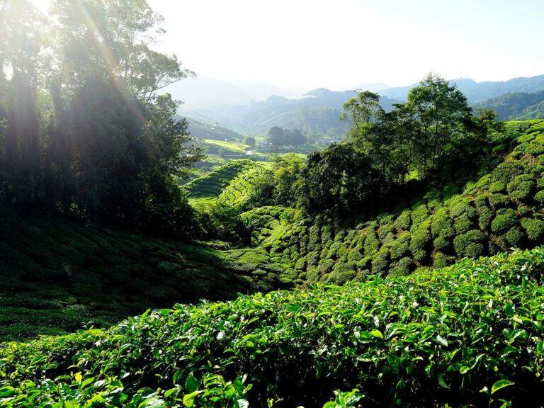 Die Cameron Highlands