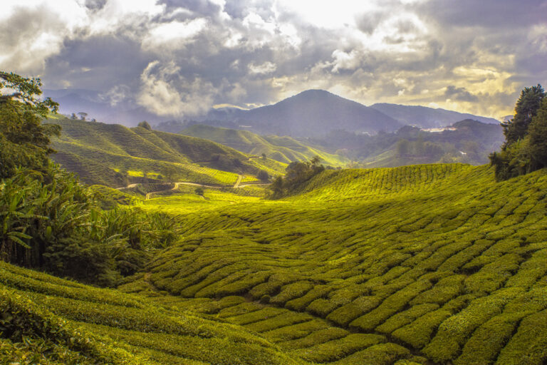 Teeplantagen in den Cameron Highlands