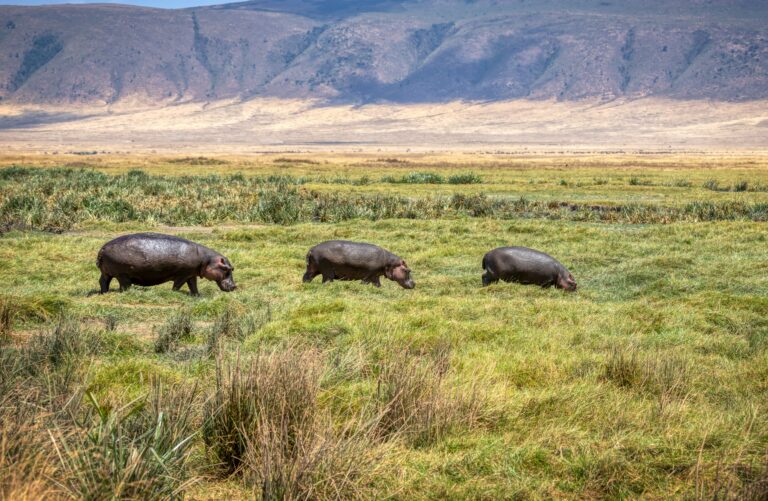 Wildnis, Tiere, Wildnis, Tiere - so weit das Auge reicht