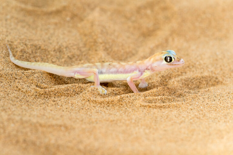 Schillernde Geckos