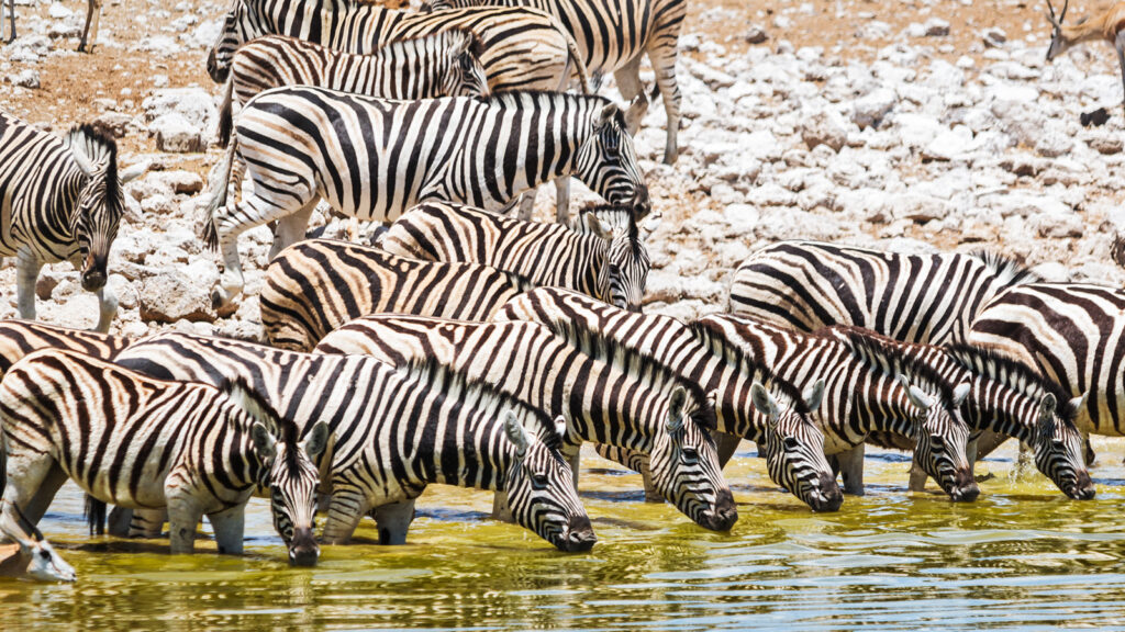 das-beste-vom-suedlichen-afrika-rundreise-traveljunkies