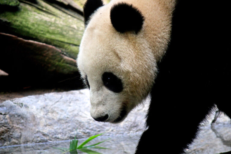 Panda im San Diego Zoo