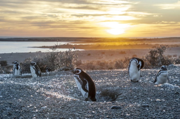 Die putzigen Magellan-Pinguine