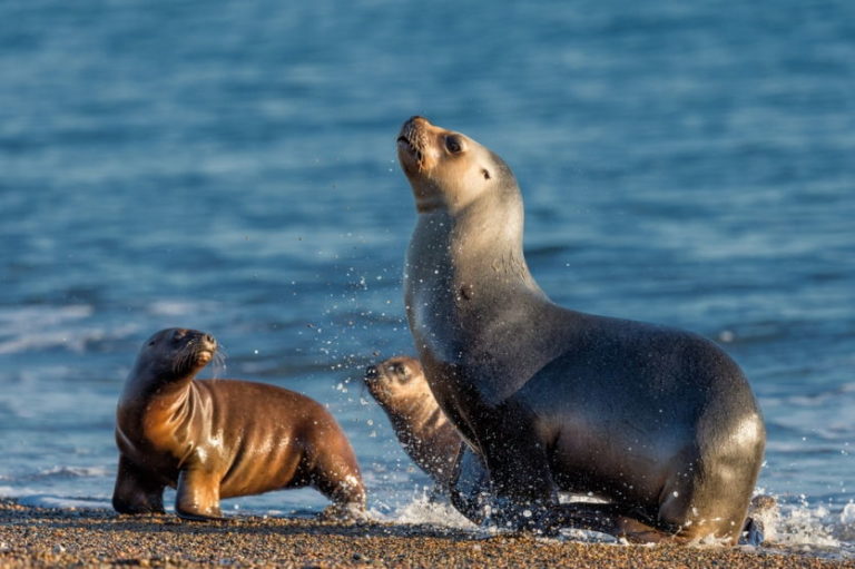 Seelöwen in Puerto Madryn