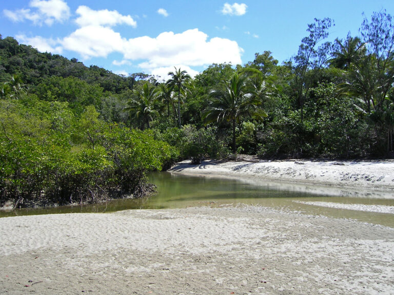 Strand trifft auf Regenwald