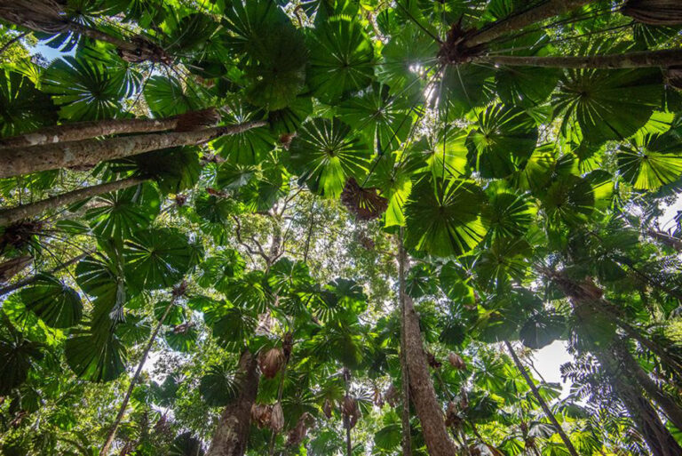 Baumwipfel im Daintree Regenwald