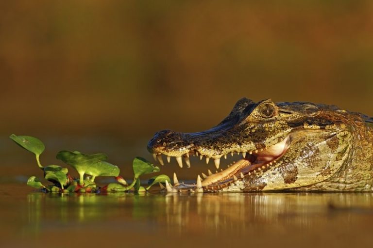 Kaimane fühlen sich sehr wohl in Brasiliens riesigem Feuchtgebiet