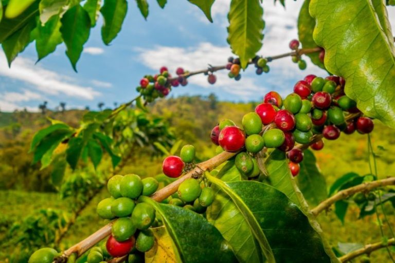 Das Geheimnis des kolumbianischen Kaffees erforschen