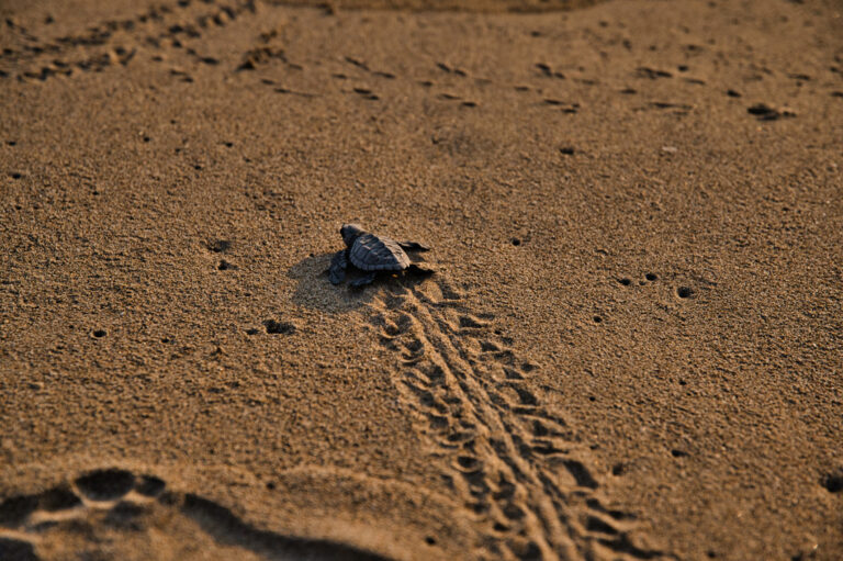 Eine frisch geschlüpfte Schildkröte auf dem Weg ins Meer